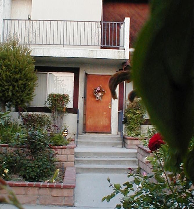 Front View