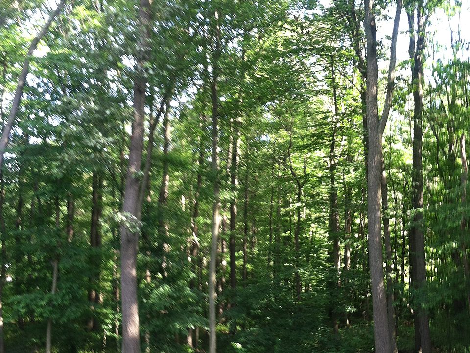 Peaceful Back Yard