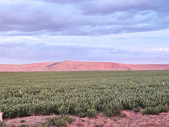 5th image of 125498 W McCreadie