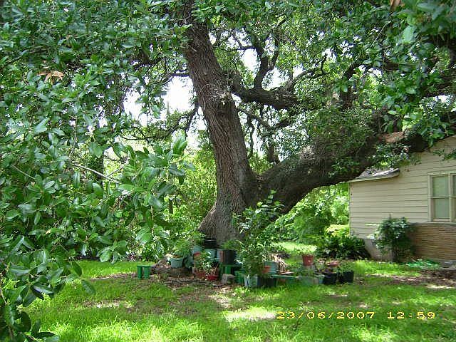 Oak Tree over 400 yrs old