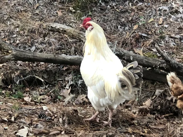 783 Silver Spur Ln, Grand Cane, LA 71032