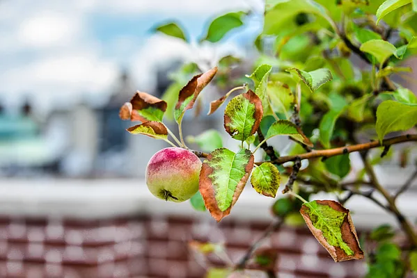 Rented by Compass | media 40