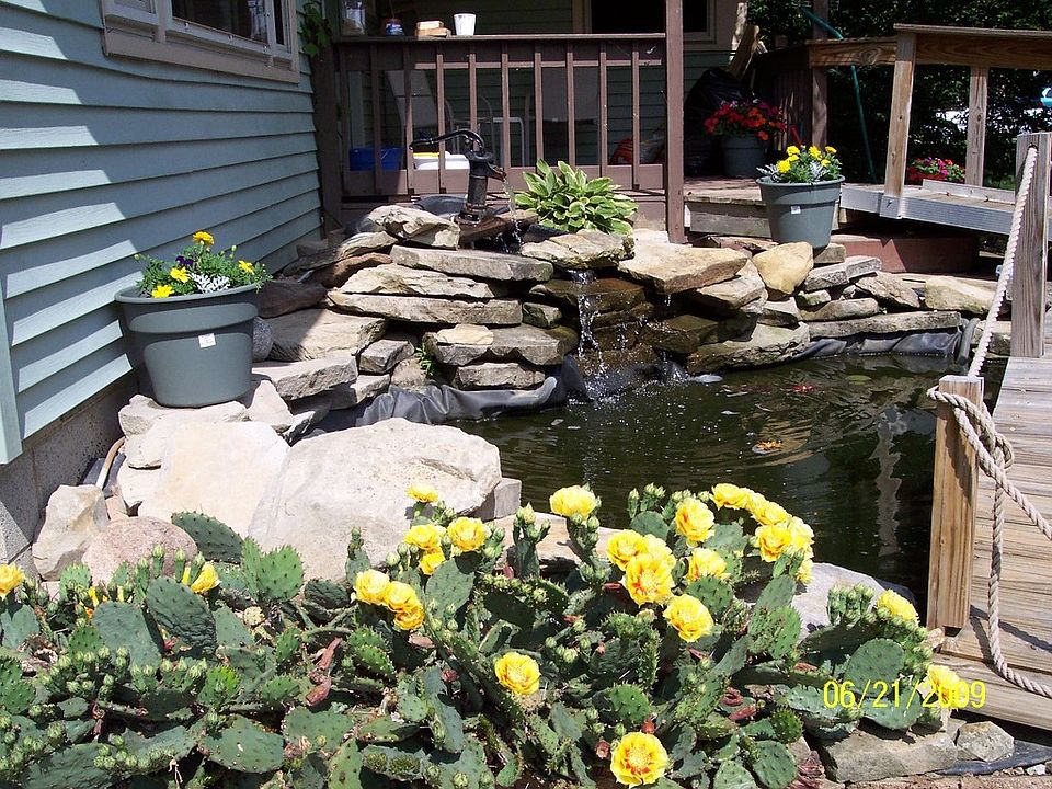 Pond in Spring
