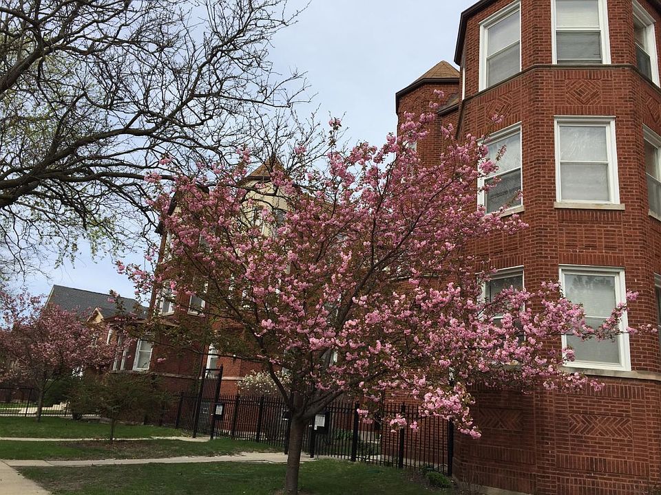 Cherry blossoms