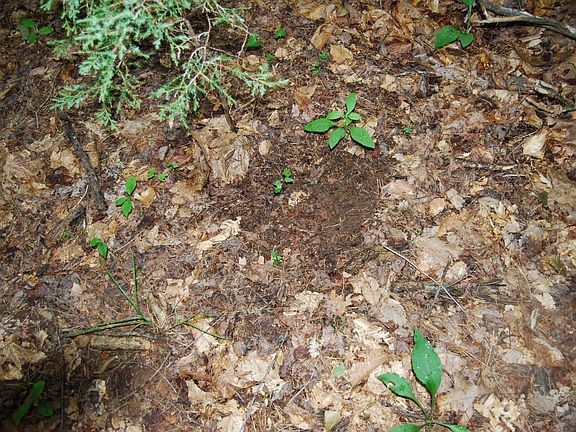 Deer scrape