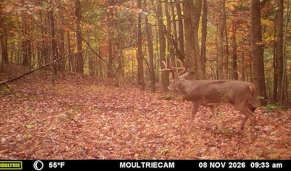 5th image of 0 Jones Mill Crossland Rd Lot Wp001