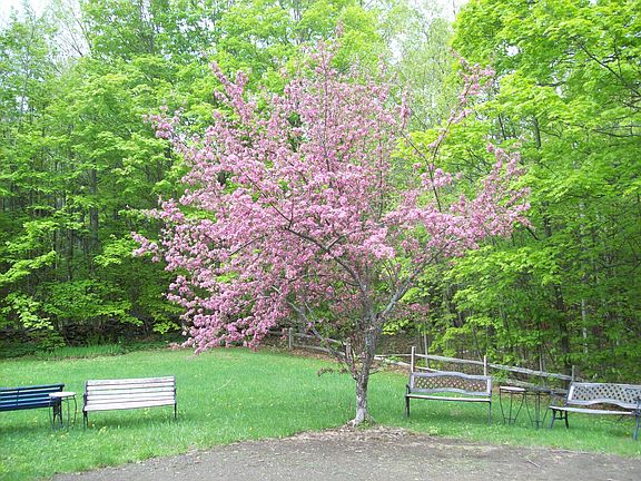 One of two apple trees