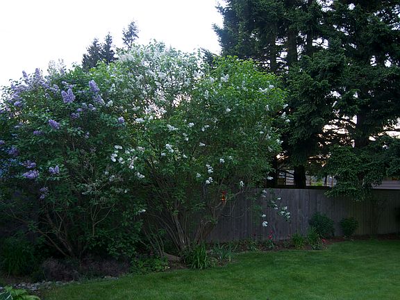 50yo lilacs add privacy