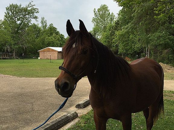 HORSE AND BARN