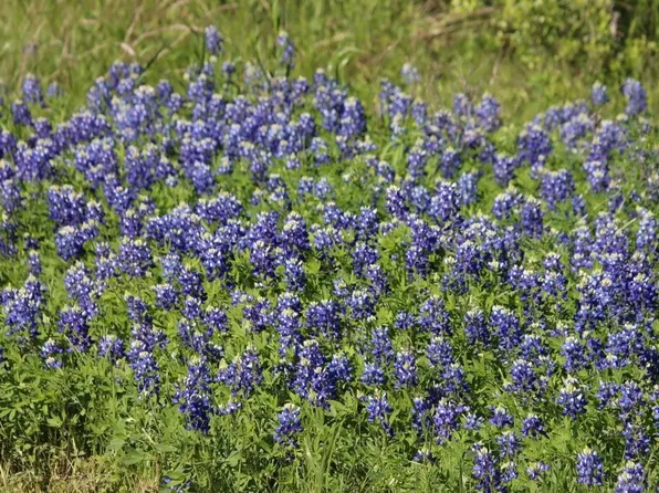 0 Wooded Reserve Ct Lot 29, Washington, TX 77880