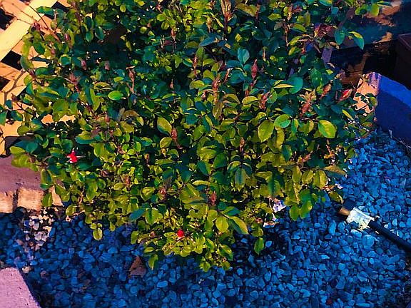 Rose Bushes in front