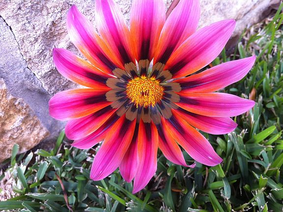 Flower in the garden
