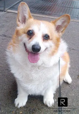 Rented by R New York | media 29