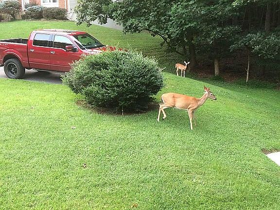 Front Yard - Visitors
