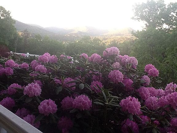 View from NE front porch 