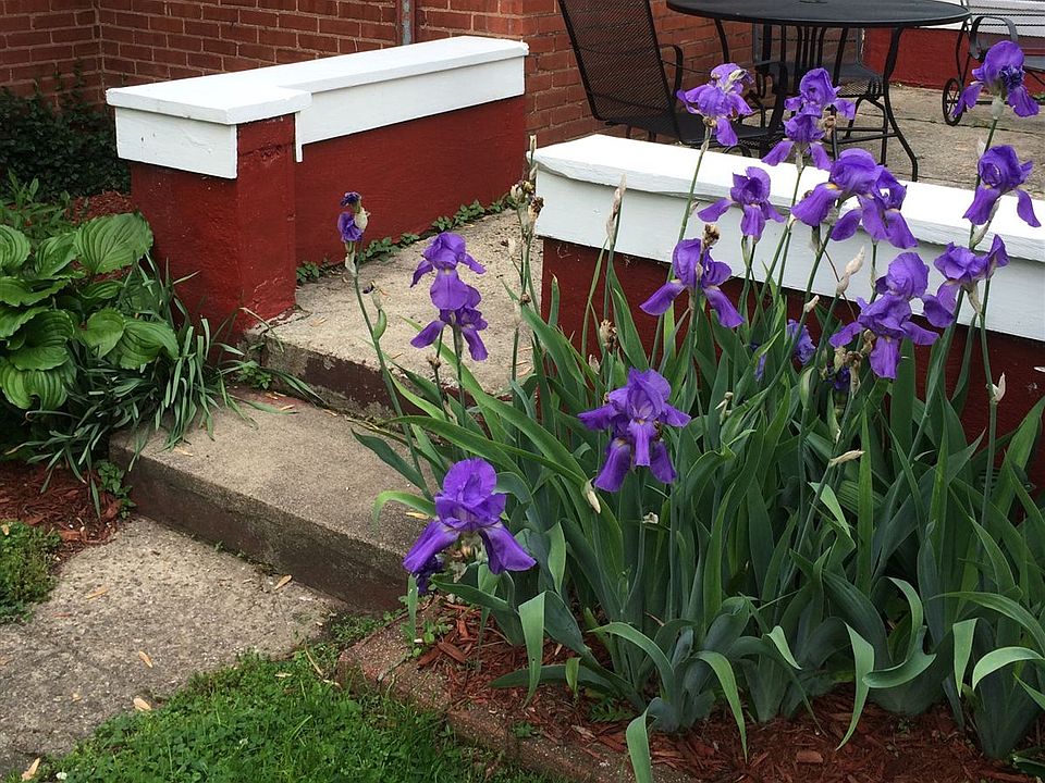 Patio Garden-Summer Flowers