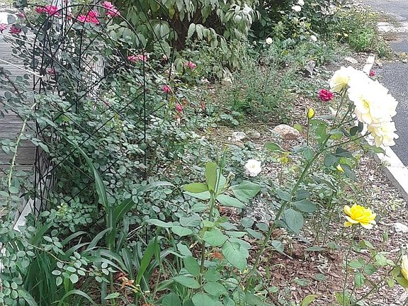 right off your covered porch... if you are not a master gardener it wont matter as these are perenni