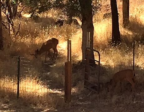 Bambi