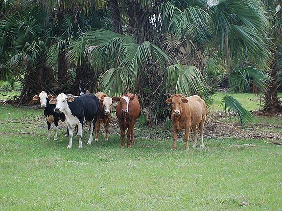 3rd image of 8272 Sw Tommy Clements Lane