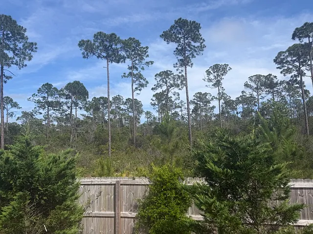 6596 Forest Bay Ave — Photo 9