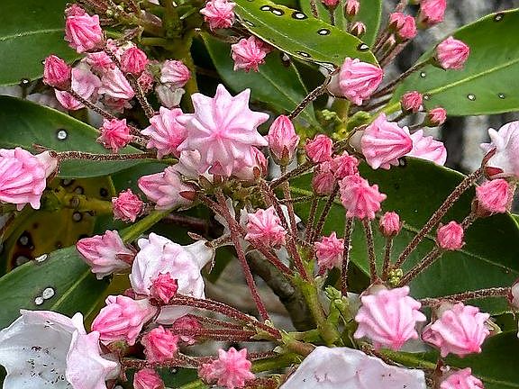 Mountain Laurel, green year 