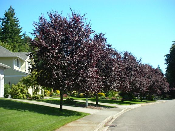 Maple Lined Street