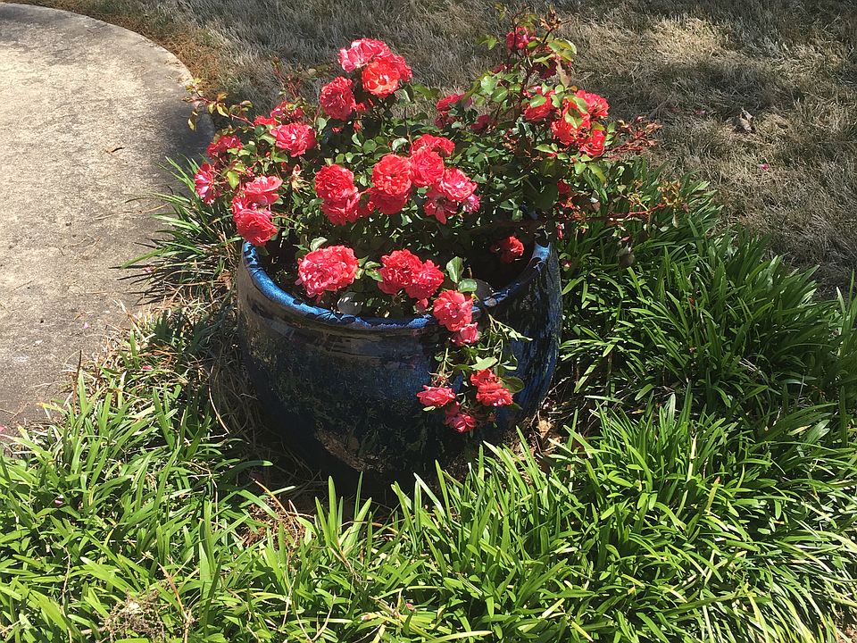 Roses