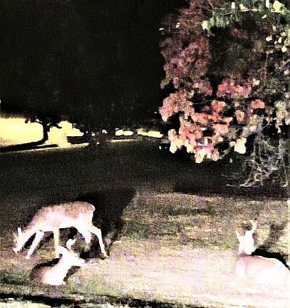 deers in front yard