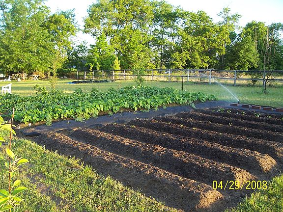 Vegetable Garden