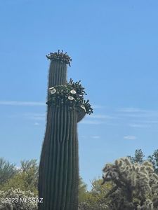 36981 S Jacy Trl, Marana, AZ, 85658