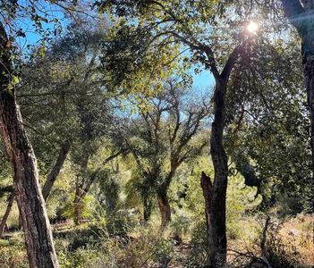 W Incense Cedar Rd W, Julian, CA, 92036