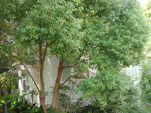 4th image of 1106 Williams St