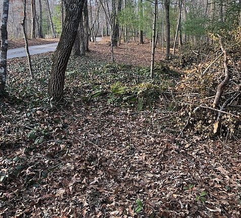 5th image of 707 Honeysuckle Ln