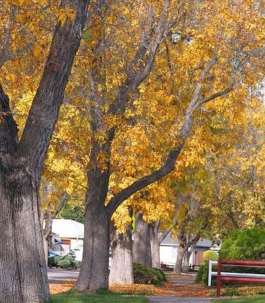Street in front of house, autumn 2006