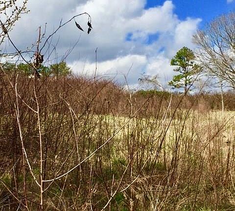5th image of 2 25 Acres Crestview Dr