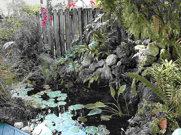 Pond 