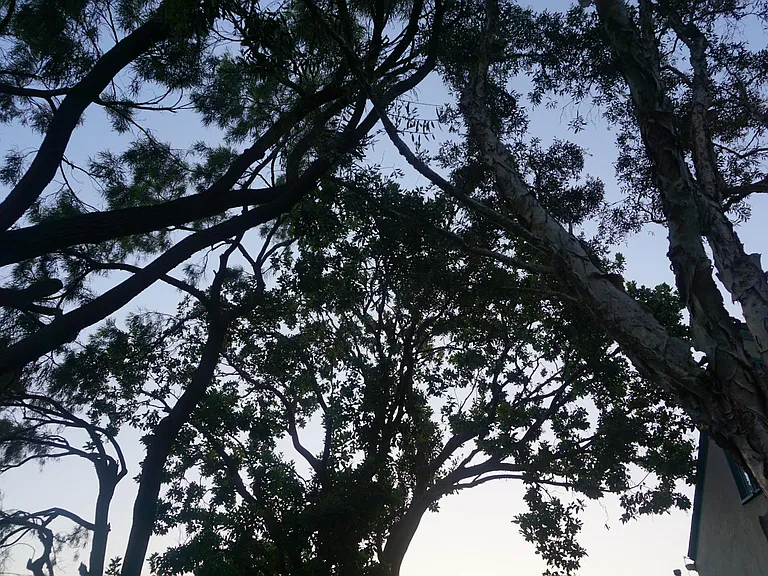 Backyard Tree Canopy