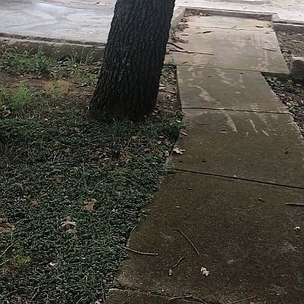 5th image of 729 Red Wing Dr