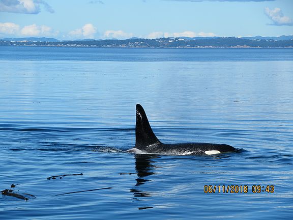 Whales from Shoreline 