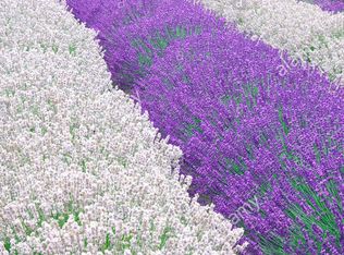 742 W Heritage Loop, Sequim, WA 98382