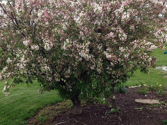 Crab Apple tree in backyard.