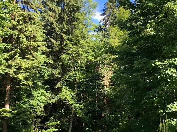 View of Surrounding Forest