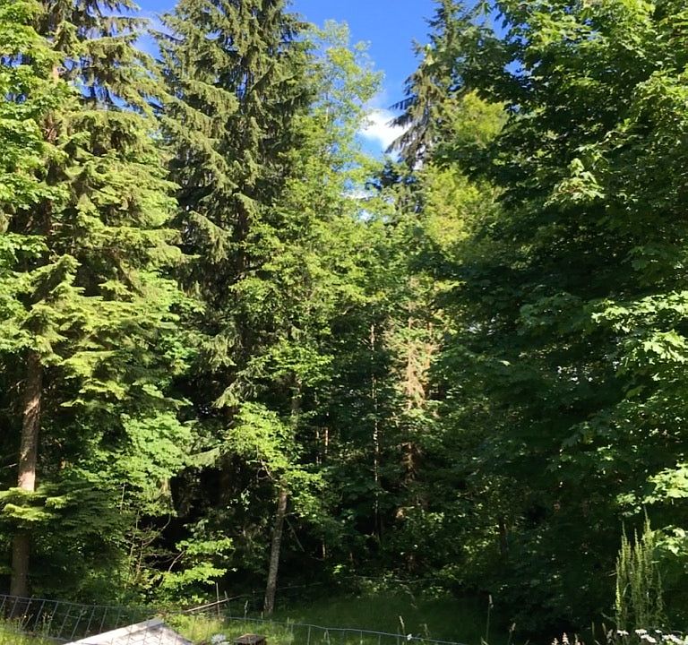 View of Surrounding Forest