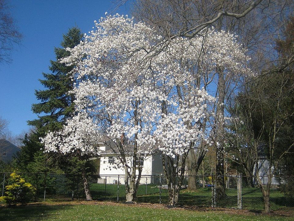 Backyard Spring