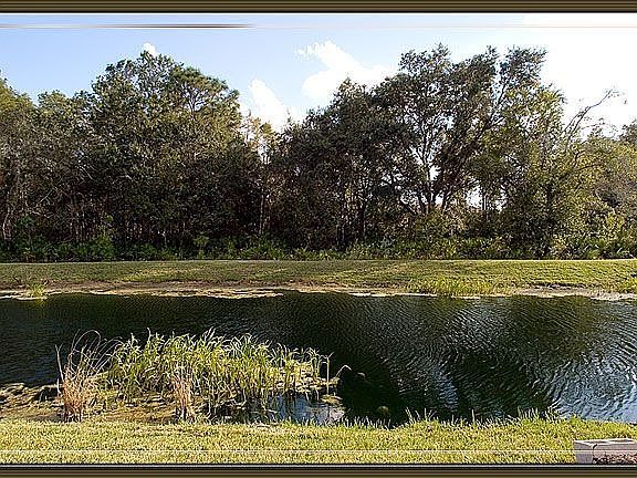 Serene Pond view