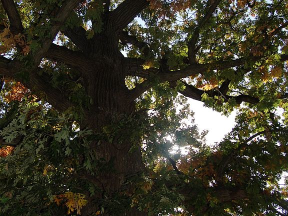 Large Oak Tree