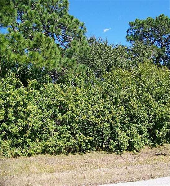 1st image of 116 Wahoo Dr