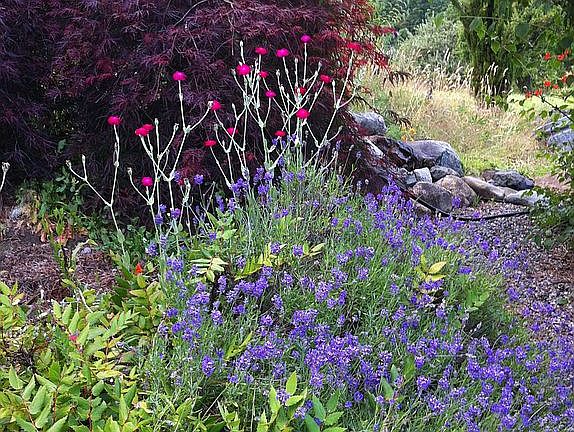 garden path above pond