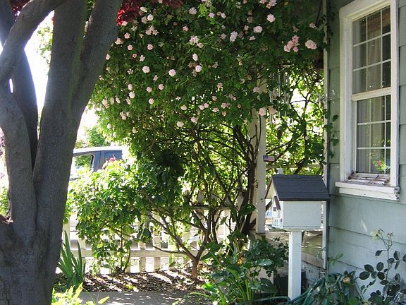 Nicely landscaped front yard with automatic irrigatation