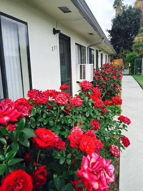 Courtyard roses